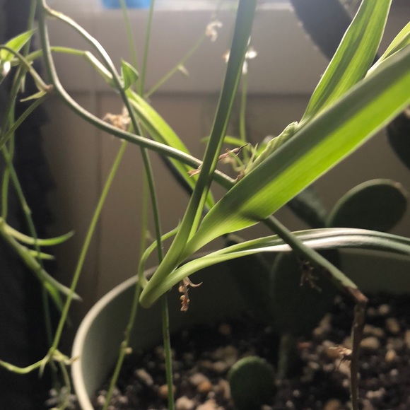 🕷🌱 Spider Plant Babies 🌱🕷 - Picture 2 of 4